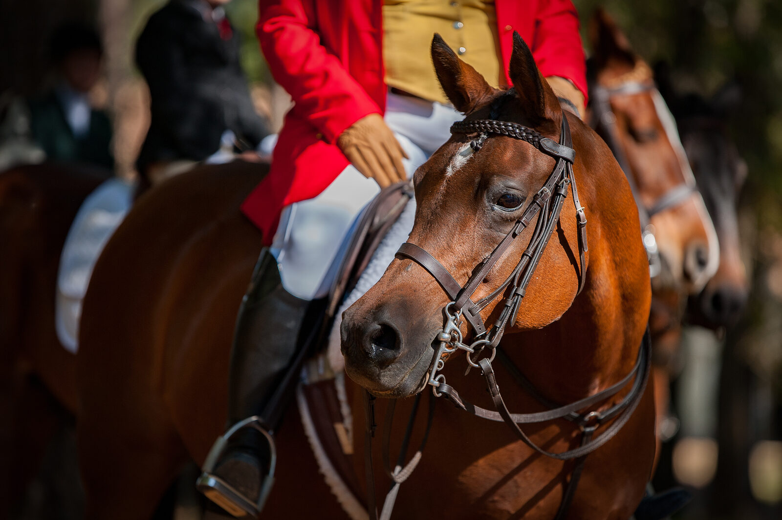 Huntsman in scarlet on a chestnut horse