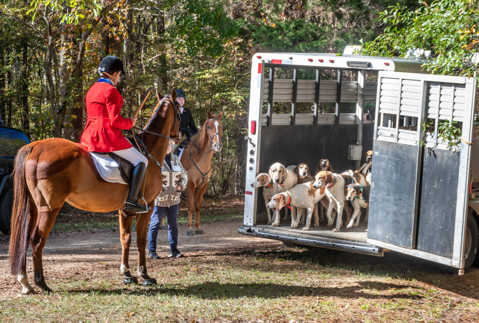 The pack of foxhounds with the hound trailer