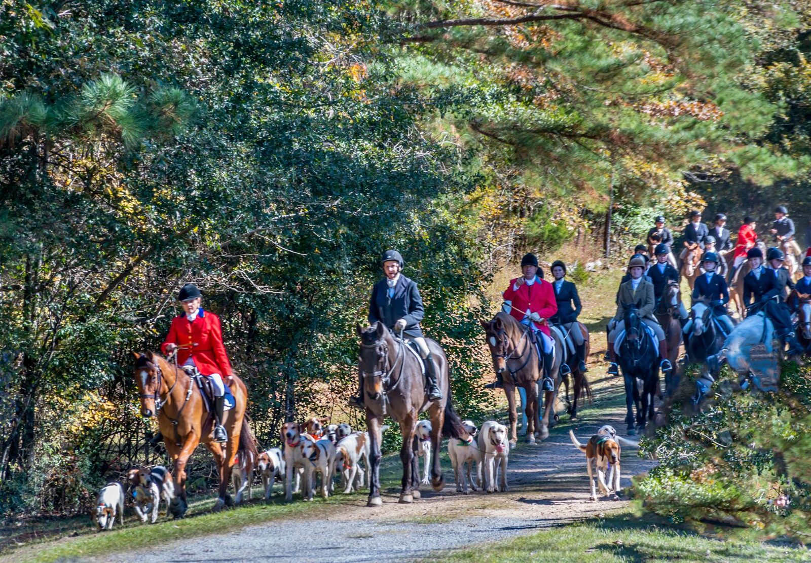 Riders hacking in along a tree-lined lane